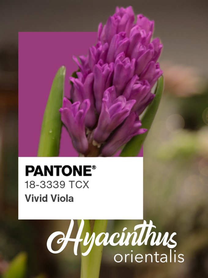 Fleurs de janvier photo 3